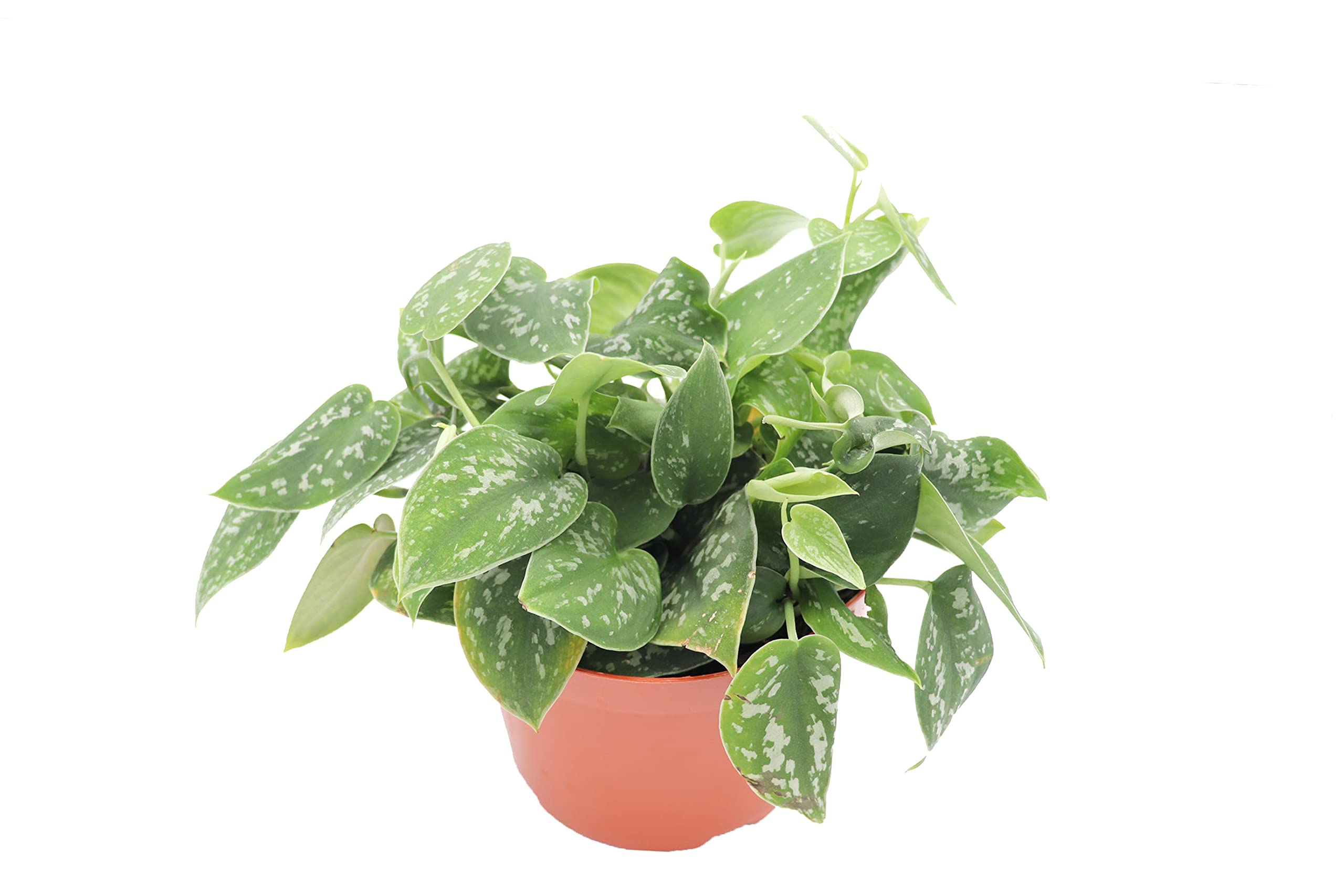 Amazon.com : Satin Pothos Scindapsus Pictus Argyraeus - 6'' from